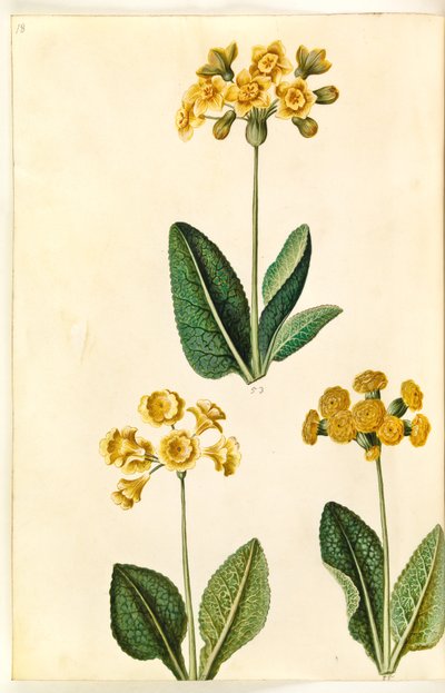 Primula ×polyantha (?); Primula veris (?) de Hans Simon Holtzbecker