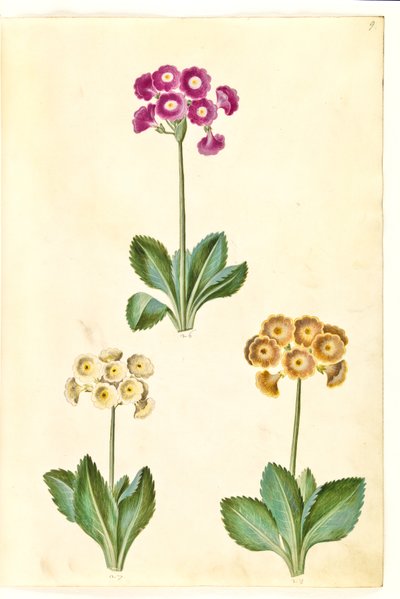 Primula ×pubescens (aurícula de jardín) de Hans Simon Holtzbecker