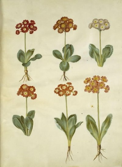 Primula ×pubescens (aurícula de jardín) de Hans Simon Holtzbecker