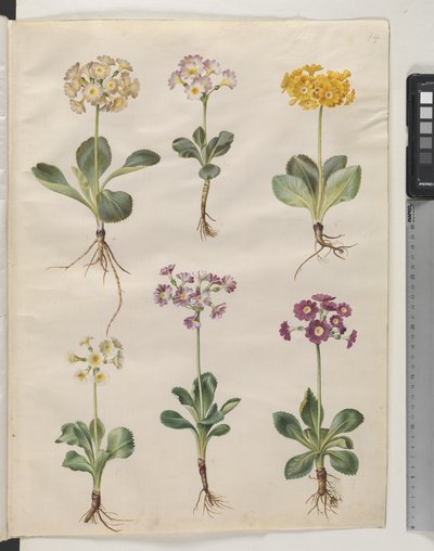 Primula ×pubescens Wulfen (aurícula de jardín) de Hans Simon Holtzbecker