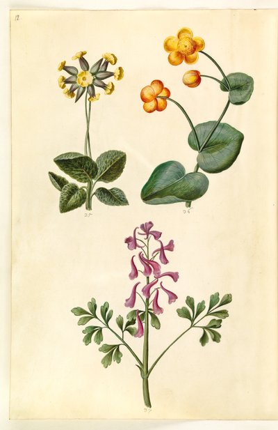Primula veris; Caltha palustris; Corydalis cava de Hans Simon Holtzbecker