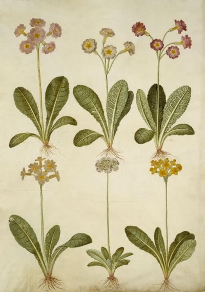 Primula veris (híbrido de prímula); Primula farinosa (prímula harinosa) de Hans Simon Holtzbecker