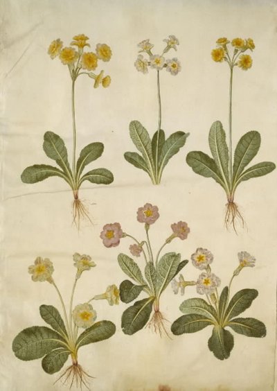 Primula veris (híbrido de prímula); Primula vulgaris (híbrido de prímula de flor grande) de Hans Simon Holtzbecker