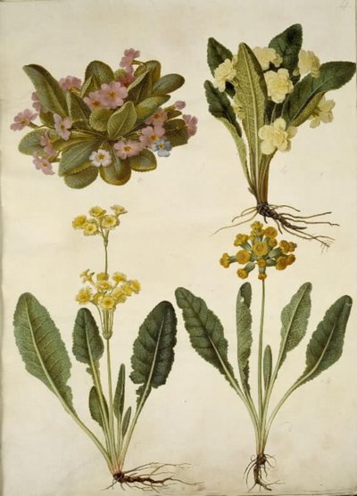Primula vulgaris (primavera de carnaval); Primula vulgaris (híbrido de primavera de flor grande); Primula veris (híbrido de primavera de corona hueca) de Hans Simon Holtzbecker