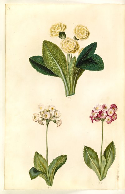 Primula vulgaris; Primula ×pubescens de Hans Simon Holtzbecker