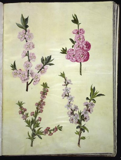 Prunus dulcis (almendra); Prunus persica (melocotón) de Hans Simon Holtzbecker