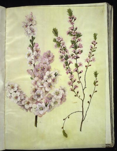 Prunus dulcis (almendra); Prunus tenella (almendra enana) de Hans Simon Holtzbecker