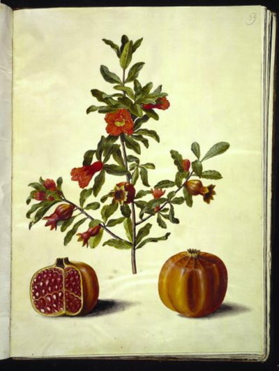 Punica granatum (granada) de Hans Simon Holtzbecker