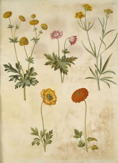 Ranunculus acris; Anemone nemorosa; Ranunculus illyricus; Ranunculus asiaticus de Hans Simon Holtzbecker