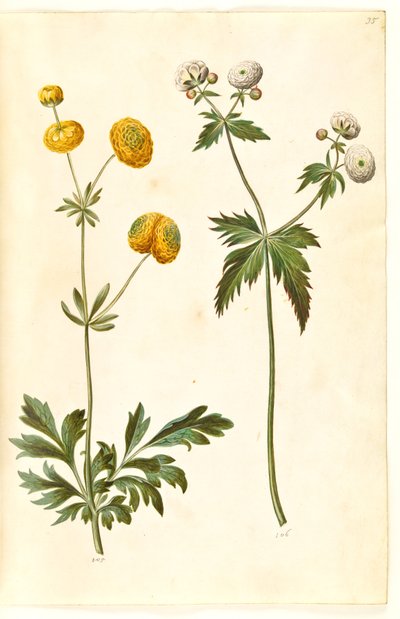 Ranunculus acris (botón de oro); Ranunculus aconitifolius (botón de plata) de Hans Simon Holtzbecker