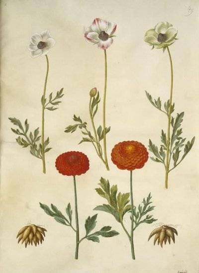 Ranunculus asiaticus (ranúnculo de jardín) de Hans Simon Holtzbecker