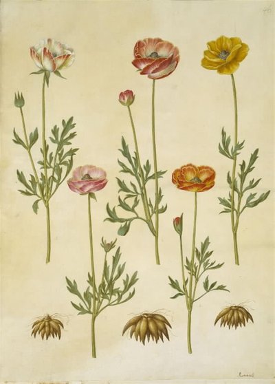 Ranunculus asiaticus de Hans Simon Holtzbecker