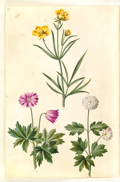 Ranunculus illyricus (ranúnculo de estepa); Anemone nemorosa (anémona blanca) de Hans Simon Holtzbecker