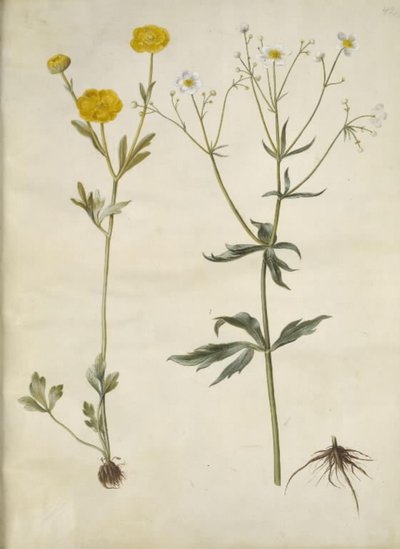 Ranunculus monspeliacus (ranúnculo de seda); Ranunculus aconitifolius (ranúnculo de hojas de acónito) de Hans Simon Holtzbecker