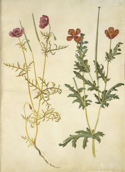 Roemeria hybrida (amapola de cuerno violeta); Glaucium corniculatum (cuerno rojo) de Hans Simon Holtzbecker