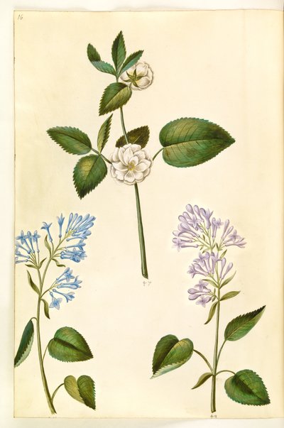 Rosa (?) (rosa); Syringa vulgaris (lila común) de Hans Simon Holtzbecker