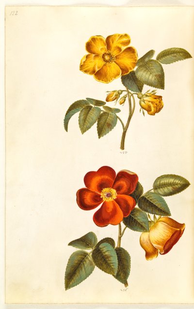 Rosa foetida (rosa amarilla); Rosa foetida (rosa turca) de Hans Simon Holtzbecker