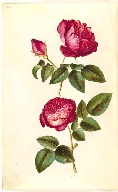 Rosa gallica (rosa de boticario); Rosa (?) (rosa) de Hans Simon Holtzbecker