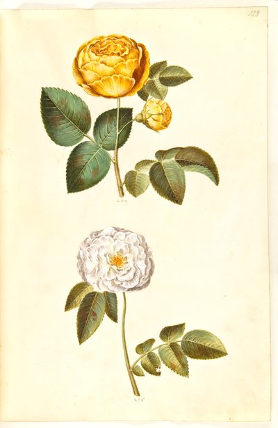 Rosa hemisphaerica (rosa amarilla); Rosa ×alba (rosa blanca) de Hans Simon Holtzbecker