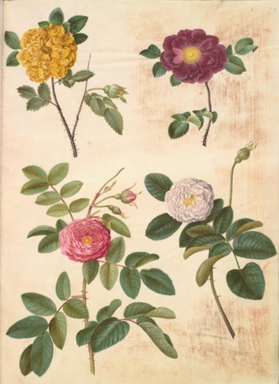 Rosa hemisphaerica; Rosa gallica; Rosa ×damascena de Hans Simon Holtzbecker