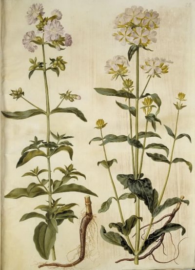 Saponaria officinalis (jabón común) de Hans Simon Holtzbecker