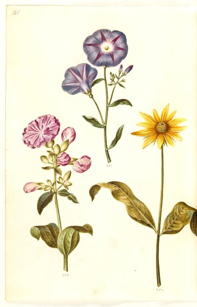 Saponaria officinalis (jabón de la Virgen); Convolvulus tricolor (campanilla tricolor); Helianthus (?) (girasol) de Hans Simon Holtzbecker