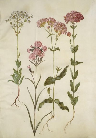Saxifraga paniculata (rompepiedras); Silene viscaria (clavelina pegajosa); Silene armeria (clavelina de racimo) de Hans Simon Holtzbecker