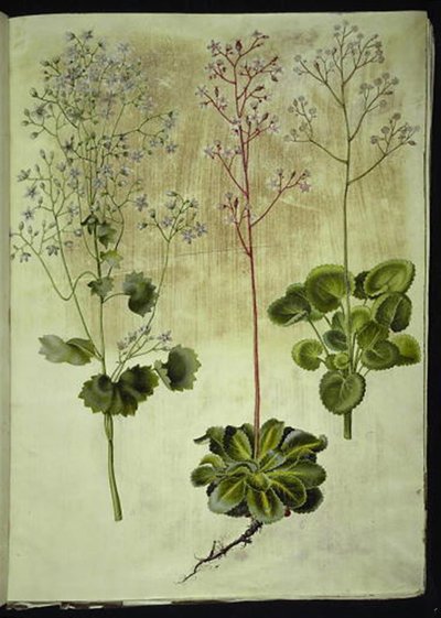 Saxifraga rotundifolia; Saxifraga umbrosa; Saxifraga geum de Hans Simon Holtzbecker