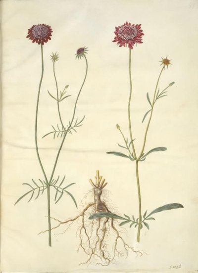 Scabiosa atropurpurea (flor de viuda) de Hans Simon Holtzbecker