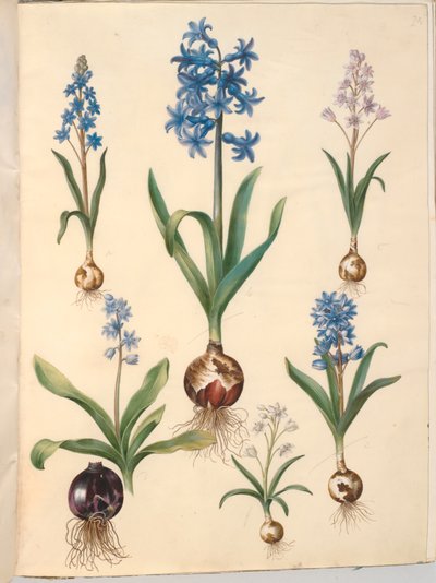 Scilla bifolia (jacinto de dos hojas); Hyacinthus orientalis (jacinto común); Scilla amoena (jacinto azul cielo) de Hans Simon Holtzbecker