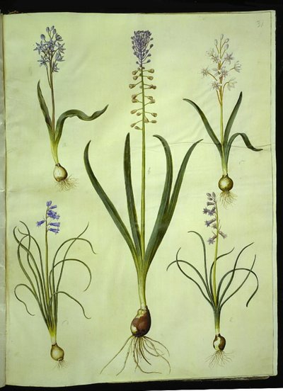 Scilla bifolia (jacinto de dos hojas); Muscari comosum (jacinto de penacho); Brimeura amethystina (jacinto pirenaico) de Hans Simon Holtzbecker