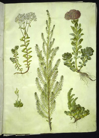 Sedum album (sedum blanco); Sedum anacampseros (sedum de hoja redonda); Sedum (sedum); Suaeda vera (suaeda arbustiva); Sedum rupestre (sedum de montaña) de Hans Simon Holtzbecker