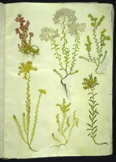 Sempervivum arachnoideum (siempreviva de telaraña); Sedum album (sedo blanco); Sedum acre (sedo mordiente); Sedum rupestre (sedo de roca); Sedum sexangulare (sedo de seis filas) de Hans Simon Holtzbecker