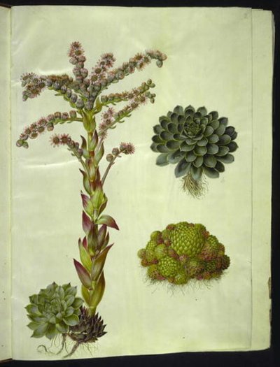 Sempervivum tectorum (techo común); Sempervivum montanum (techo de montaña) de Hans Simon Holtzbecker
