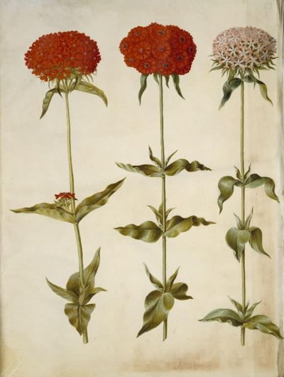 Silene chalcedonica (amor ardiente) de Hans Simon Holtzbecker