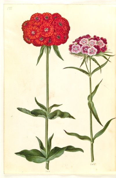 Silene chalcedonica (amor ardiente); Dianthus barbatus (clavel de poeta) de Hans Simon Holtzbecker