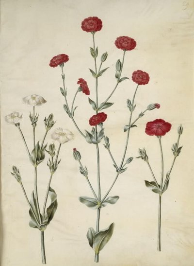 Silene coronaria (corona de Silene) de Hans Simon Holtzbecker