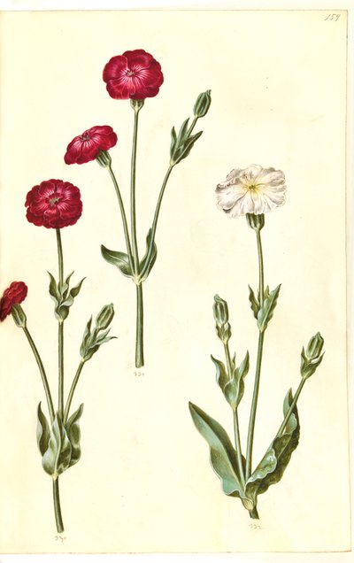 Silene coronaria (krone-limurt) de Hans Simon Holtzbecker