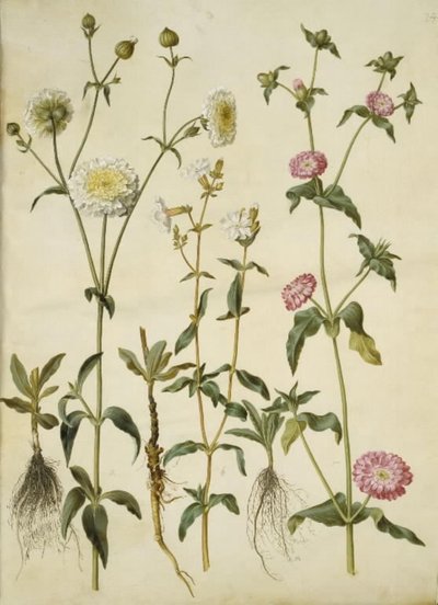 Silene latifolia (estrella de la tarde); Silene dioica (estrella del día) de Hans Simon Holtzbecker