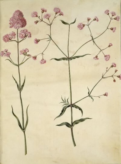 Silene viscaria (almindelig tjærenellike); Silene (trævlekrone) de Hans Simon Holtzbecker