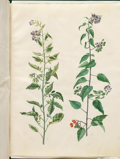 Solanum dulcamara (dulcamara) de Hans Simon Holtzbecker