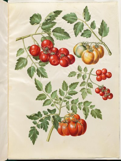 Solanum lycopersicum L. (tomate común) de Hans Simon Holtzbecker