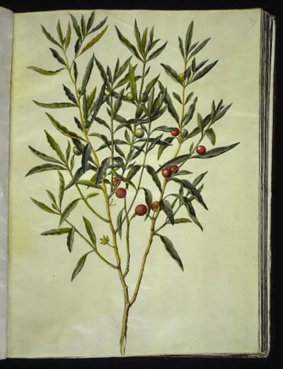 Solanum pseudocapsicum (coral de Jerusalén) de Hans Simon Holtzbecker