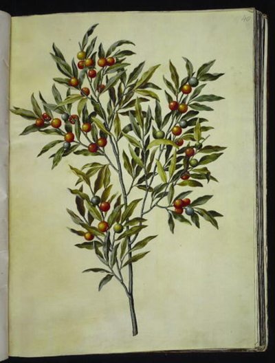 Solanum pseudocapsicum (coral de Jerusalén) de Hans Simon Holtzbecker