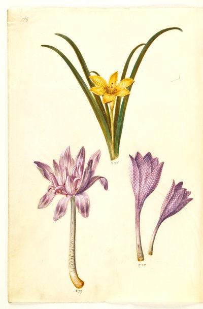 Sternbergia lutea (sternbergia común); Colchicum autumnale (azafrán de otoño); Colchicum variegatum (azafrán manchado) de Hans Simon Holtzbecker