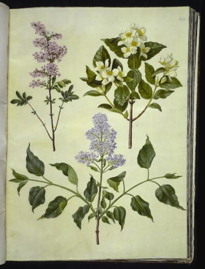 Syringa ×persica (lila persa); Philadelphus coronarius (falso jazmín); Syringa vulgaris (lila común) de Hans Simon Holtzbecker