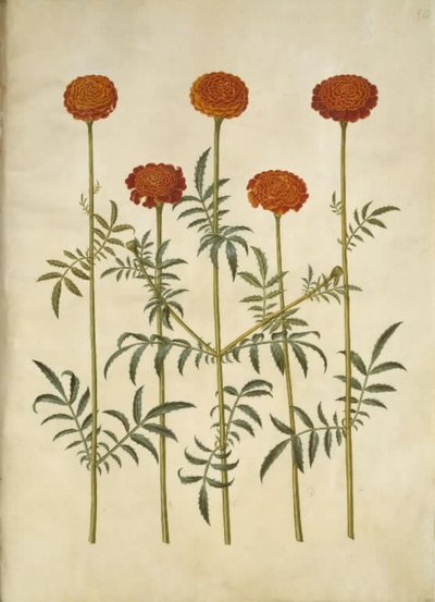 Tagetes patula de Hans Simon Holtzbecker