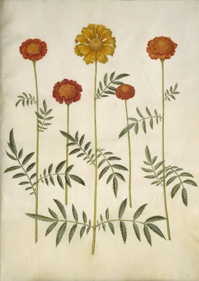 Tagetes patula (clavelón) de Hans Simon Holtzbecker