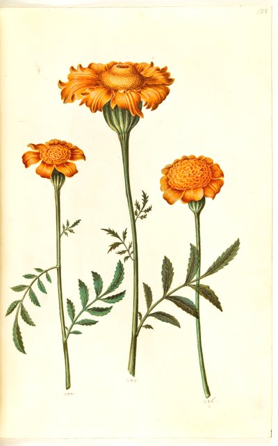 Tagetes patula (flor de terciopelo) de Hans Simon Holtzbecker
