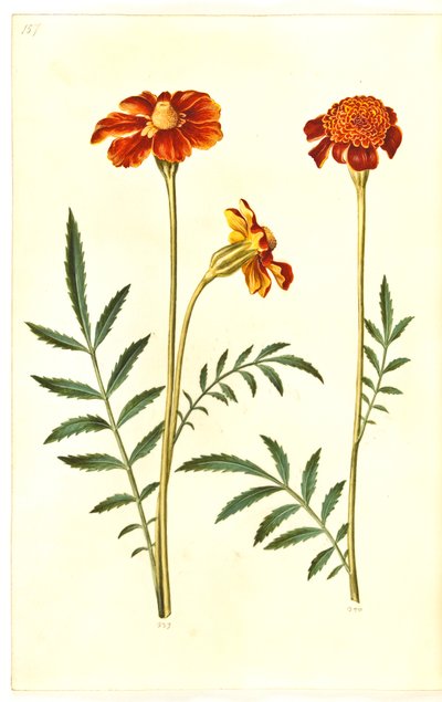 Tagetes patula (flor de terciopelo desplegada) de Hans Simon Holtzbecker